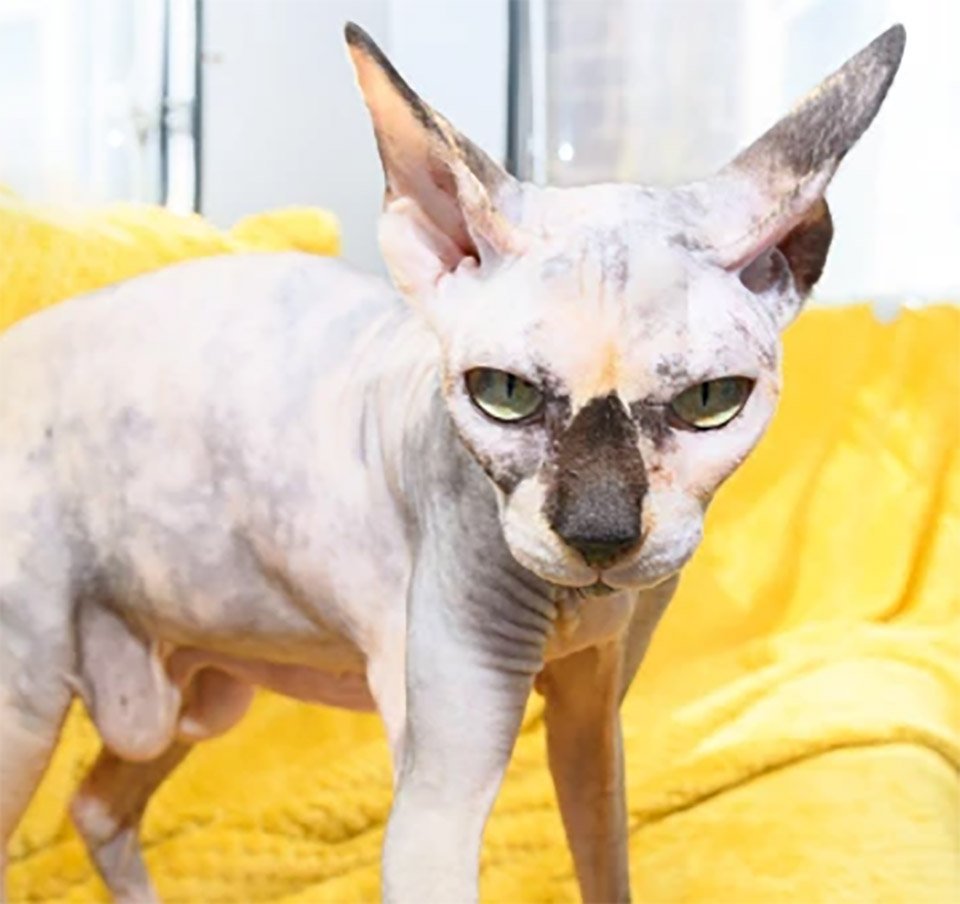 Gatos Sphynx