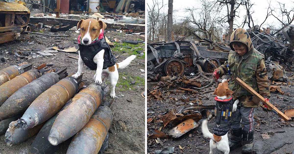 Jack Russell Terrier detector de bombas ha encontrado 150 bombas rusas en Ucrania