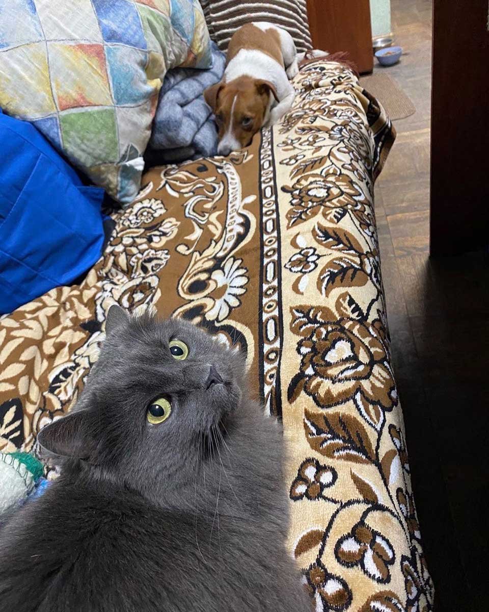 Perrito y gato descansan juntos Perrito y gato descansan juntos