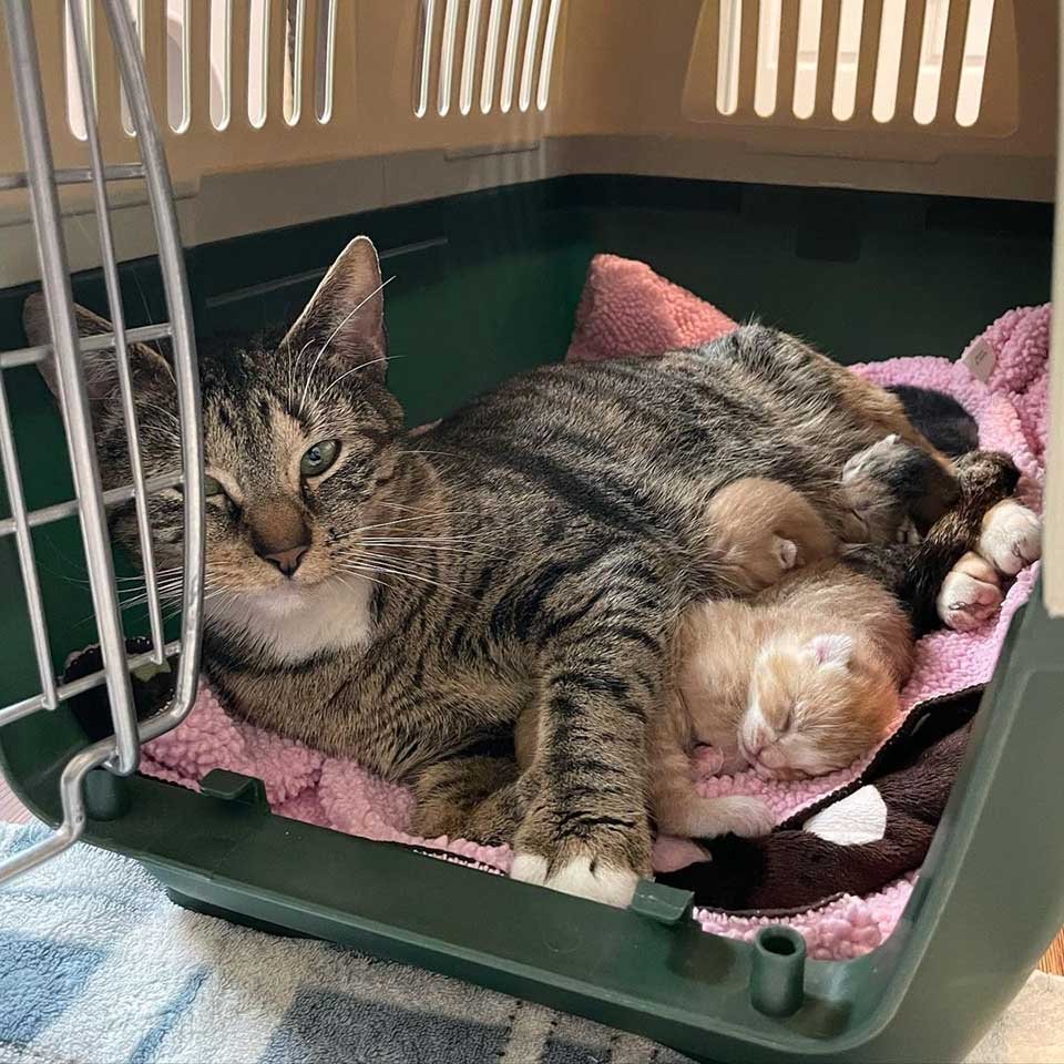 Gata colma de afecto a su único gatito después de que sobrevivieron juntos 6 Mamá gata y sus bebés