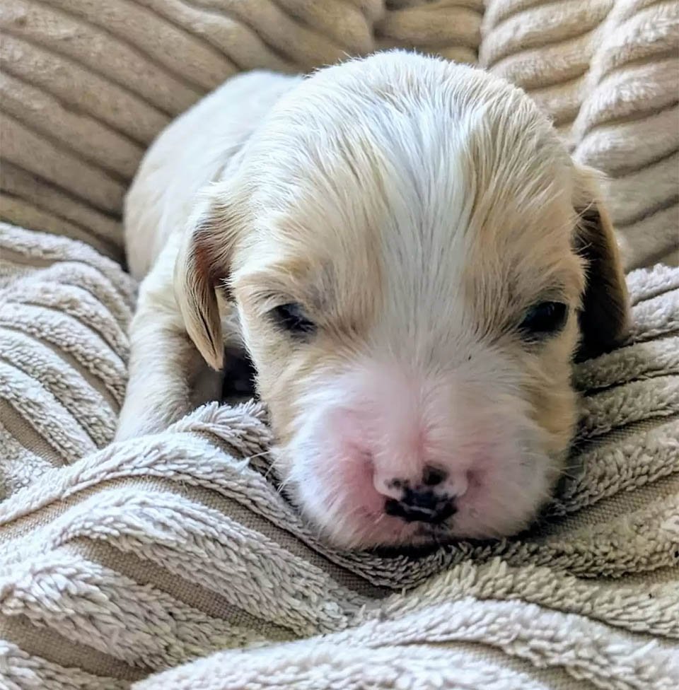 Perrita rescatada no puede creer cuántos cachorros acaba de dar a luz 10 Otro cachorrito