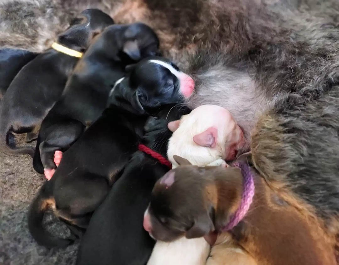 Perrita rescatada no puede creer cuántos cachorros acaba de dar a luz 8 Perrita rescatada no puede creer