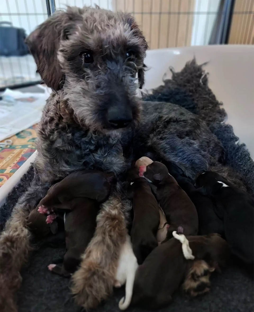 Perrita rescatada no puede creer cuántos cachorros acaba de dar a luz 6 Perrita rescatada no puede