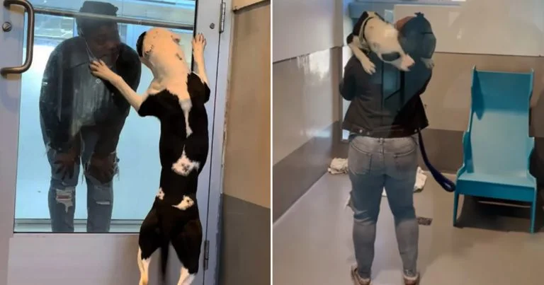 Perro está muy feliz de ver a la familia que pensó que había perdido para siempre