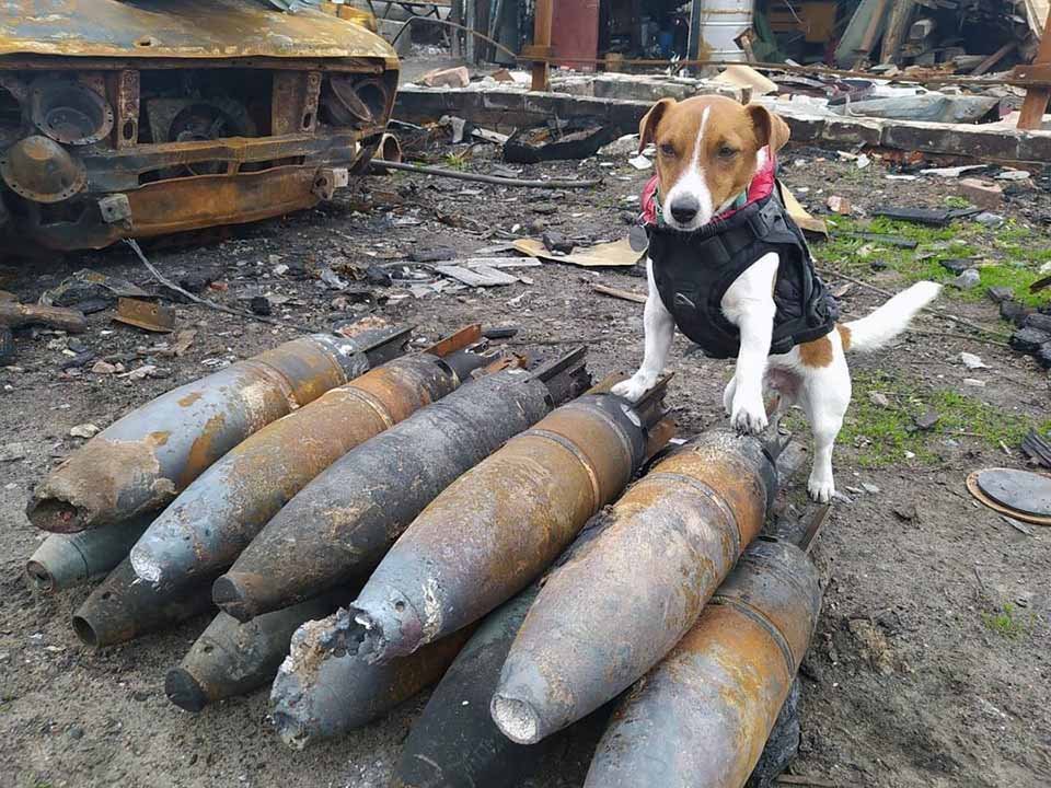 Jack Russell Terrier detector de bombas ha encontrado 150 bombas rusas en Ucrania 4 Perro detector de bombas