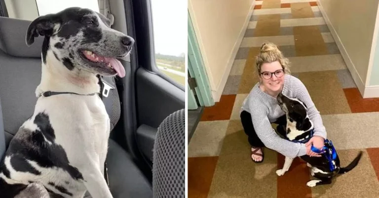 Perro interrumpe la sorpresa de cumpleaños de esta mujer y pide ser adoptado