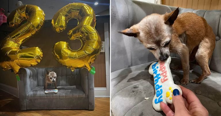 El perro más viejo del refugio está sorprendido de recibir una fiesta de cumpleaños número 23