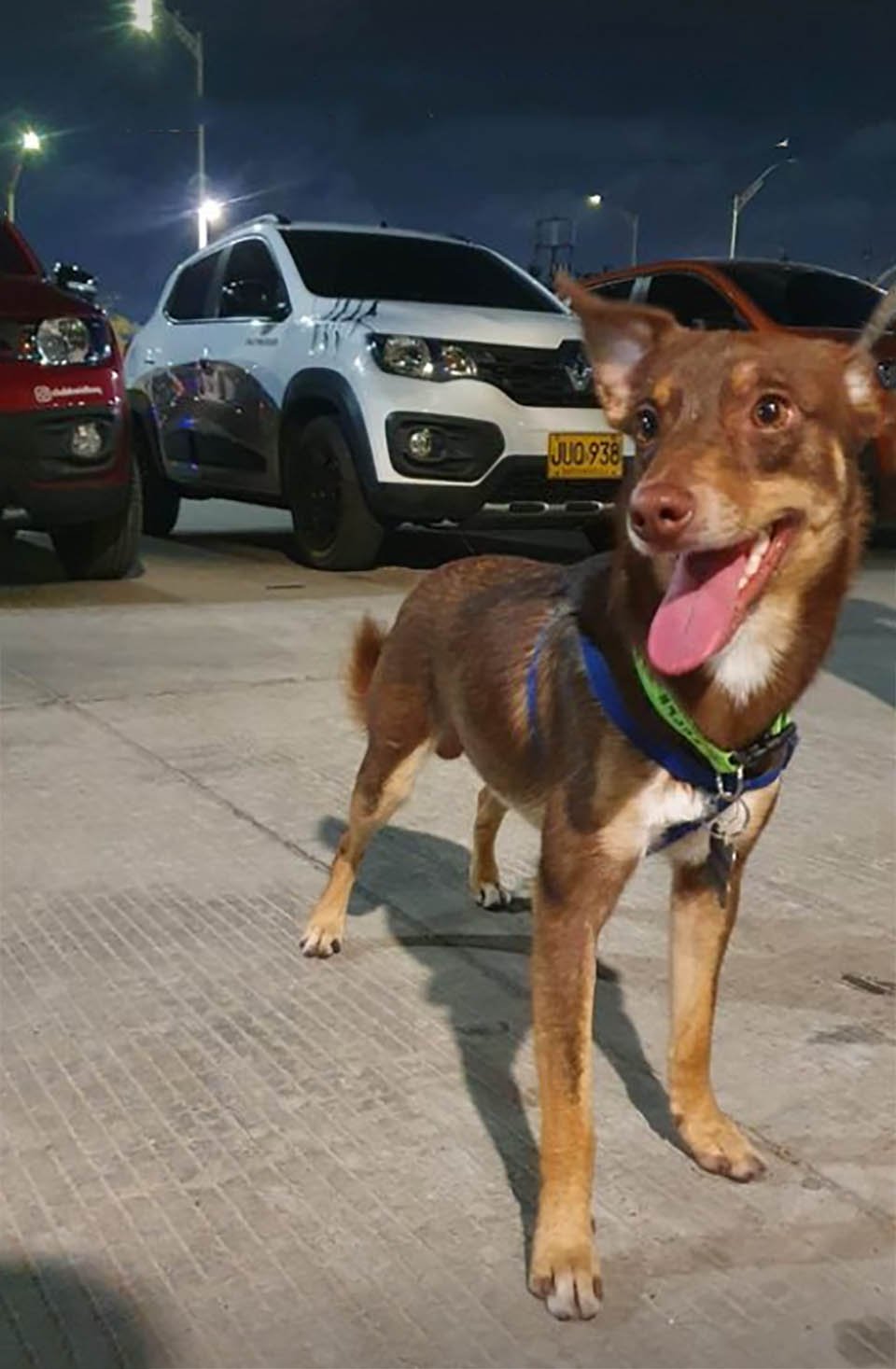 Familia no puede creer que su perro perdido haya regresado a casa 2 Perro perdido regresa a casa
