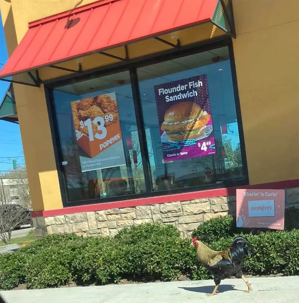 Gallo perdido aparece en un restaurante después de un huracán y se rehúsa a irse 1 Rocco en restaurante