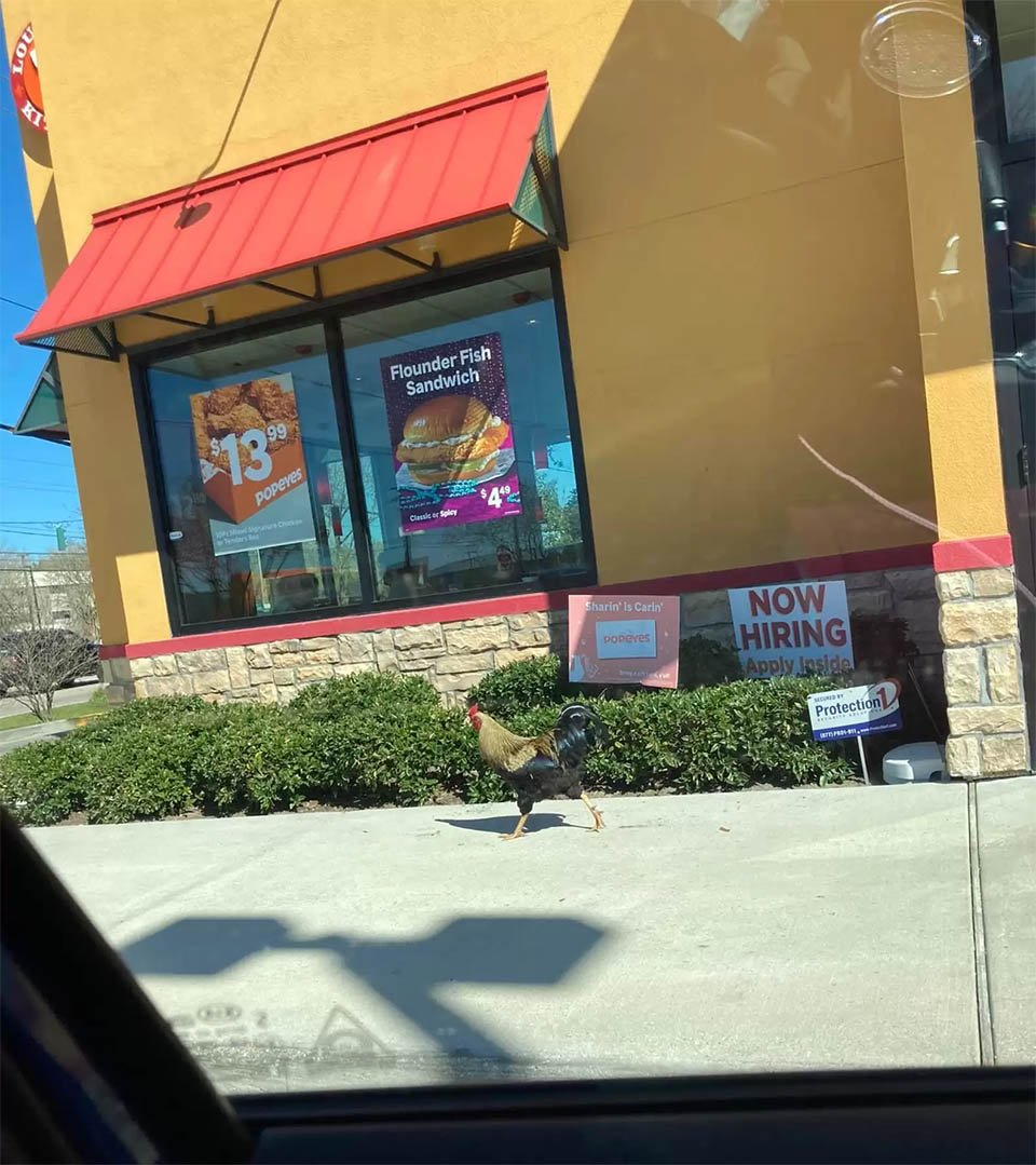 Gallo perdido aparece en un restaurante después de un huracán y se rehúsa a irse 5 Rocco recorriendo restaurante