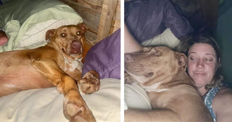 Pareja se despierta y encuentra a una perrita desconocida acurrucada en su cama