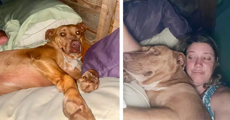 Pareja encuentra a un perro acurrucado en su cama que no es suyo