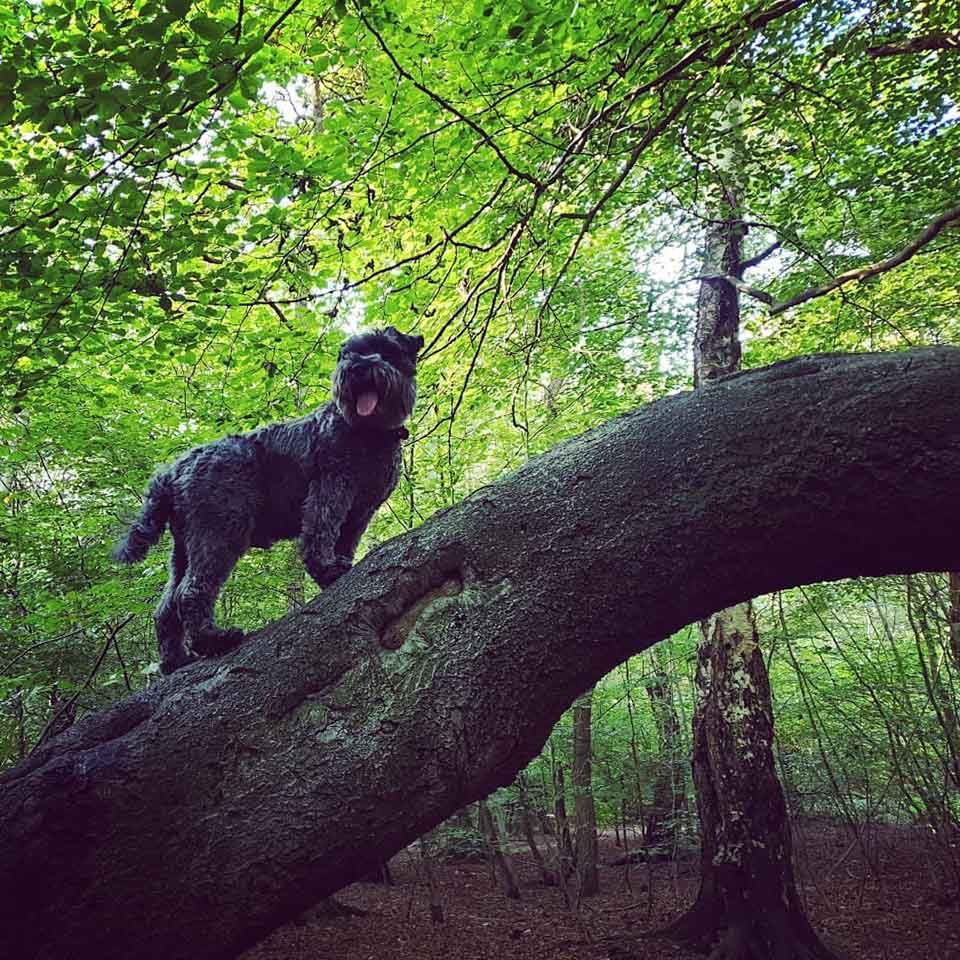 Perrito en el bosque