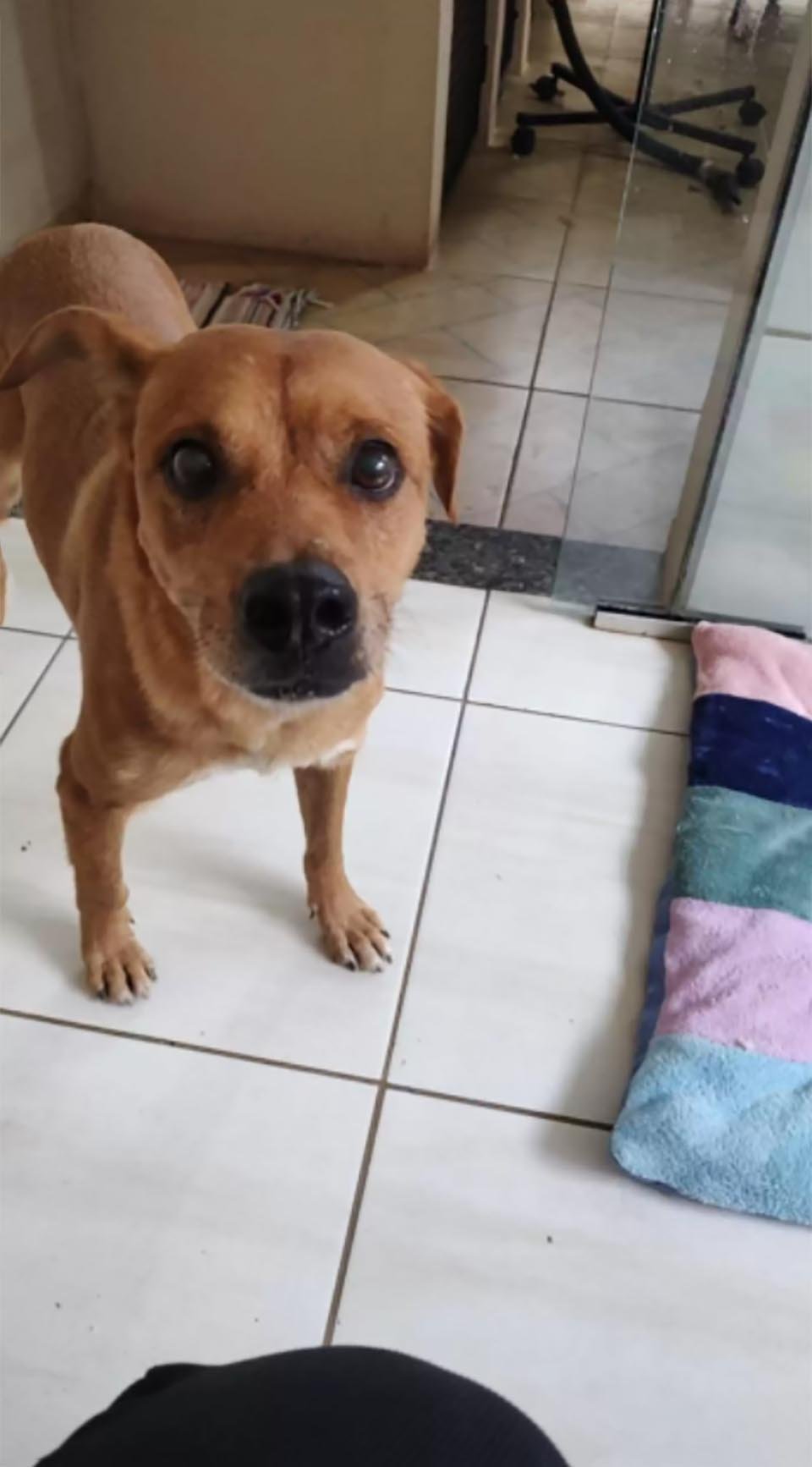 Perro tira la basura de la clínica veterinaria después de despertarse y descubrir que ha sido castrado 3 Perro tira la basura de la clínica veterinaria al despertarse y descubrir que ha sido castrado