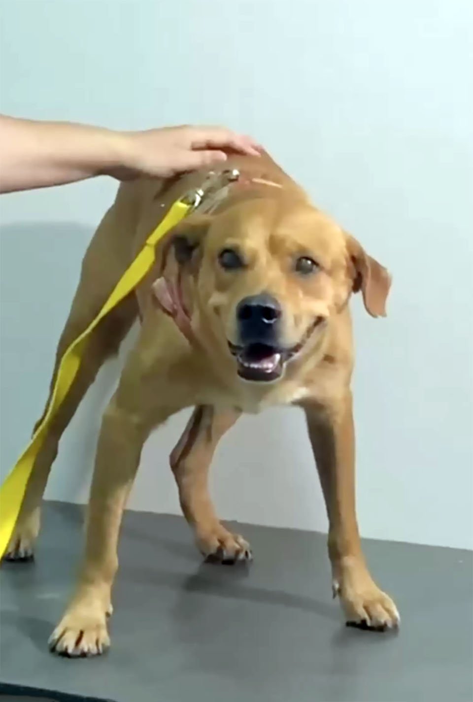 Perro tira la basura de la clínica veterinaria después de despertarse y descubrir que ha sido castrado 4 Perro tira la basura de la clínica veterinaria