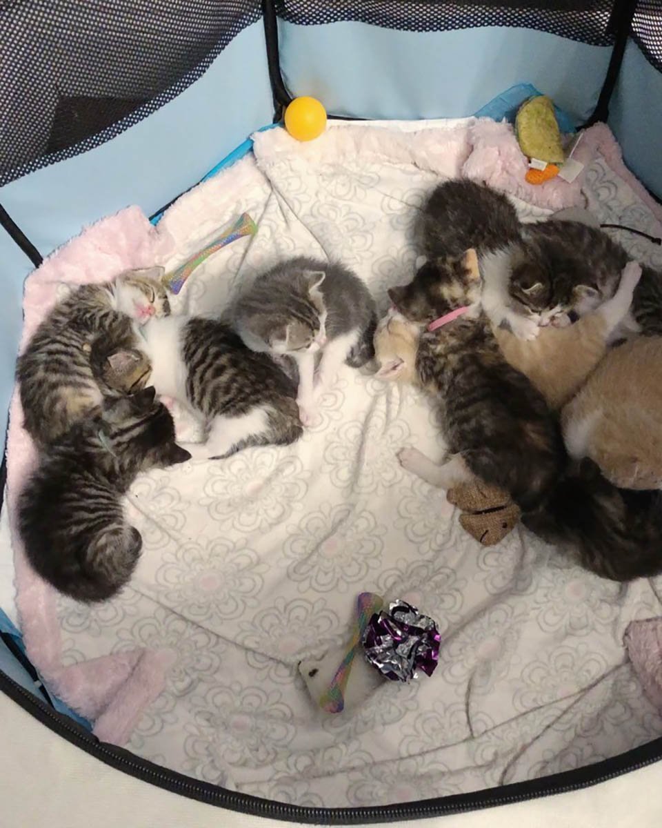 Gata sin hogar rescatada cuidó de 10 gatitos, algunos de los cuales no eran suyos 7 Adorables gatitos en corral