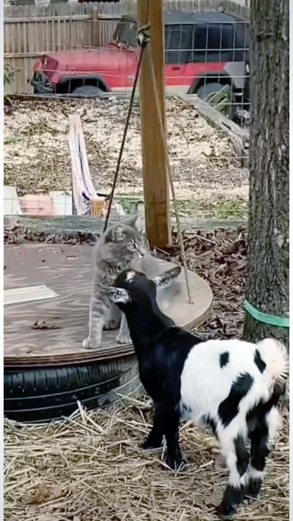 Gatito sin hogar es acogido por un grupo de cabras que lo vuelven parte de la familia 10 Animales jugando