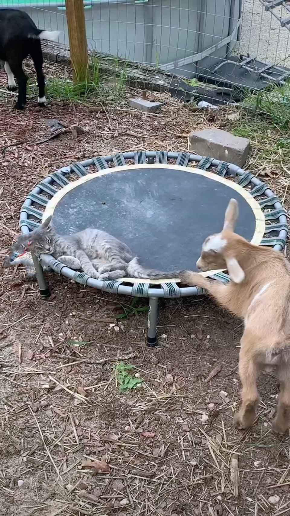 Gatito sin hogar es acogido por un grupo de cabras que lo vuelven parte de la familia 9 Cabra juega con un gatito