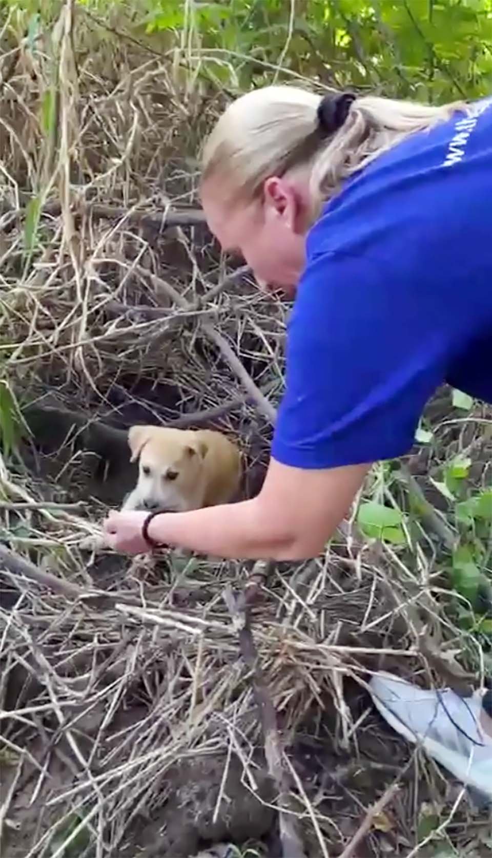 Cachorra abandonada en una playa Cachorra abandonada en una playa