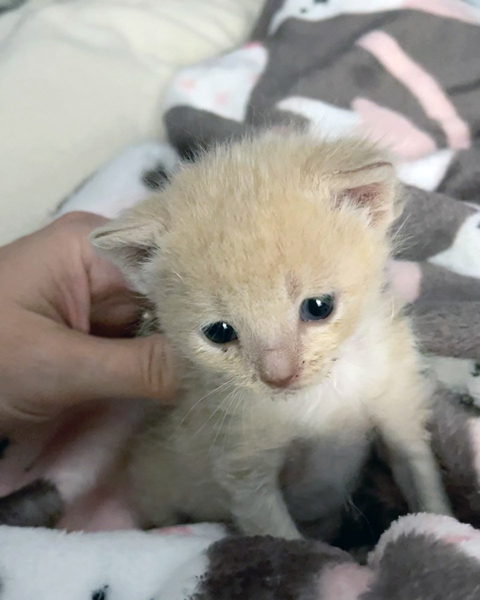 Gatita ama tanto hacer amigos que comienza a abrazar a todos los gatos y perros que encuentra 6 Diminuta gatita rescatada