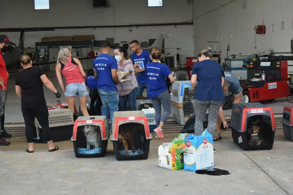 Cachorra abandonada en una caja de cartón en la playa recibe una nueva oportunidad de vida 3 Equipo de rescate de animales