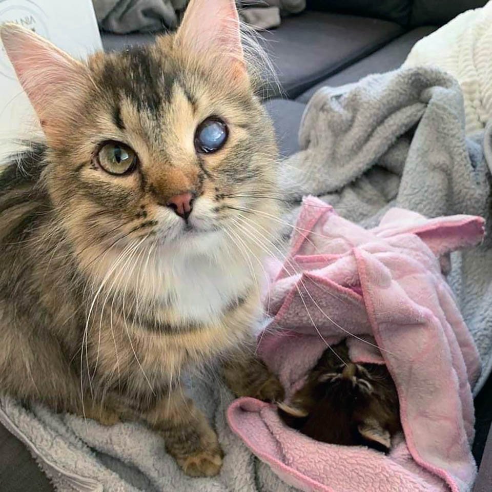 Gata que esperó toda su vida para tener un hogar, ahora está viviendo la vida de sus sueños con su gatito 6 Gata que esperó para tener un hogar, ahora está viviendo la vida de sus sueños