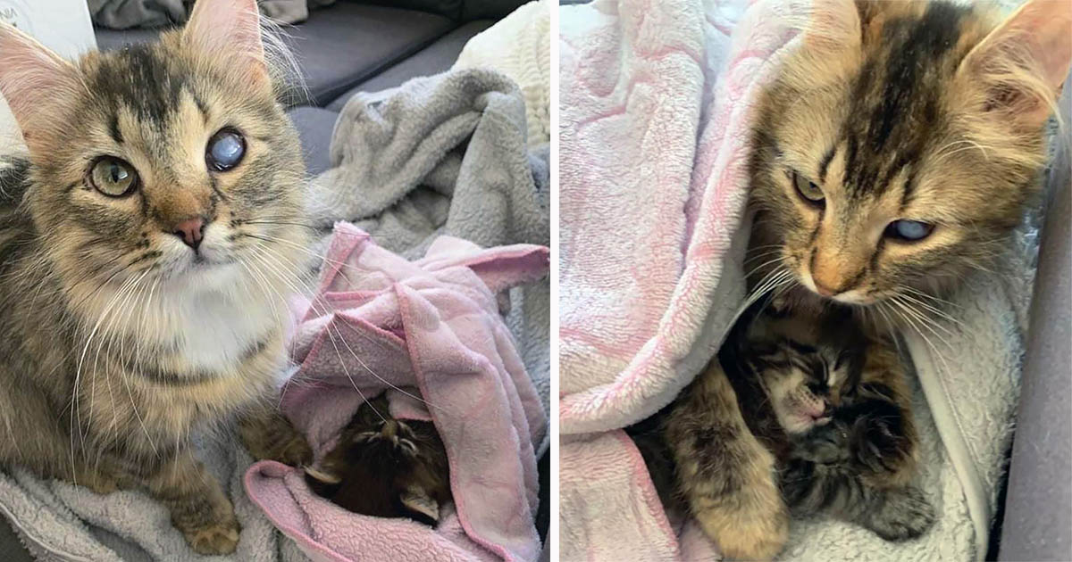 Gata que esperó toda su vida para tener un hogar, ahora está viviendo la vida de sus sueños con su gatito