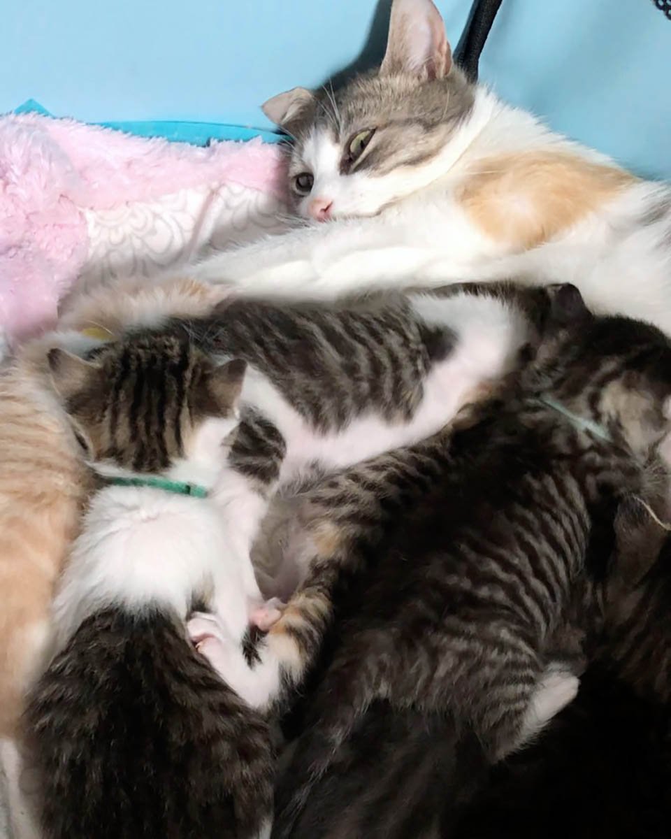 Gata sin hogar rescatada cuidó de 10 gatitos, algunos de los cuales no eran suyos 6 Gata sin hogar estaba cuidando 10 gatitos