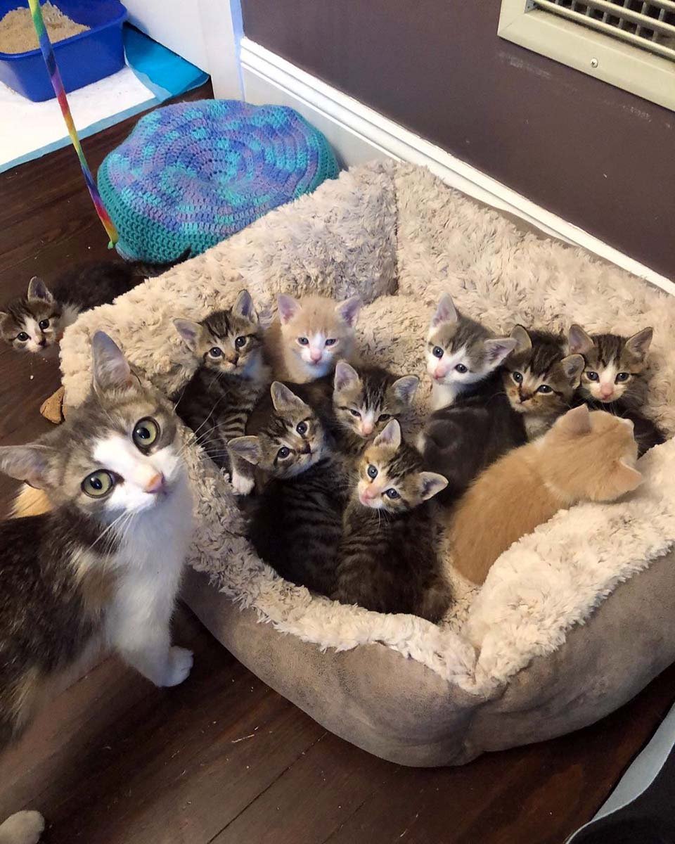 Gata sin hogar rescatada cuidó de 10 gatitos, algunos de los cuales no eran suyos 8 Gata sin hogar rescatada estaba cuidando 10 gatitos