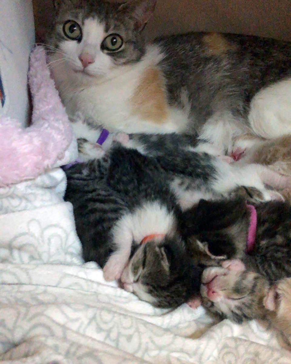 Gata sin hogar rescatada cuidó de 10 gatitos, algunos de los cuales no eran suyos 5 Gata sin hogar rescatada estaba cuidando a sus gatitos