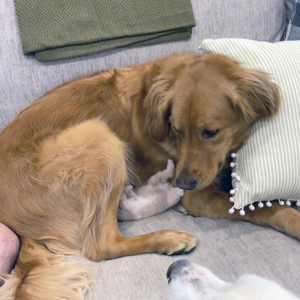 Gatita ama tanto hacer amigos que comienza a abrazar a todos los gatos y perros que encuentra 7 Gatita juega con perro