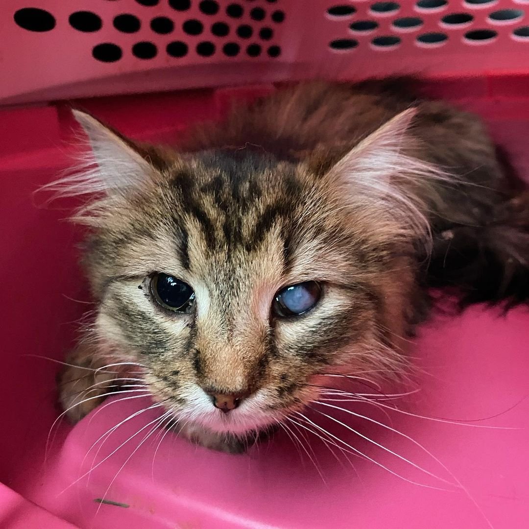 Gata que esperó toda su vida para tener un hogar, ahora está viviendo la vida de sus sueños con su gatito 5 Gatita rescatada