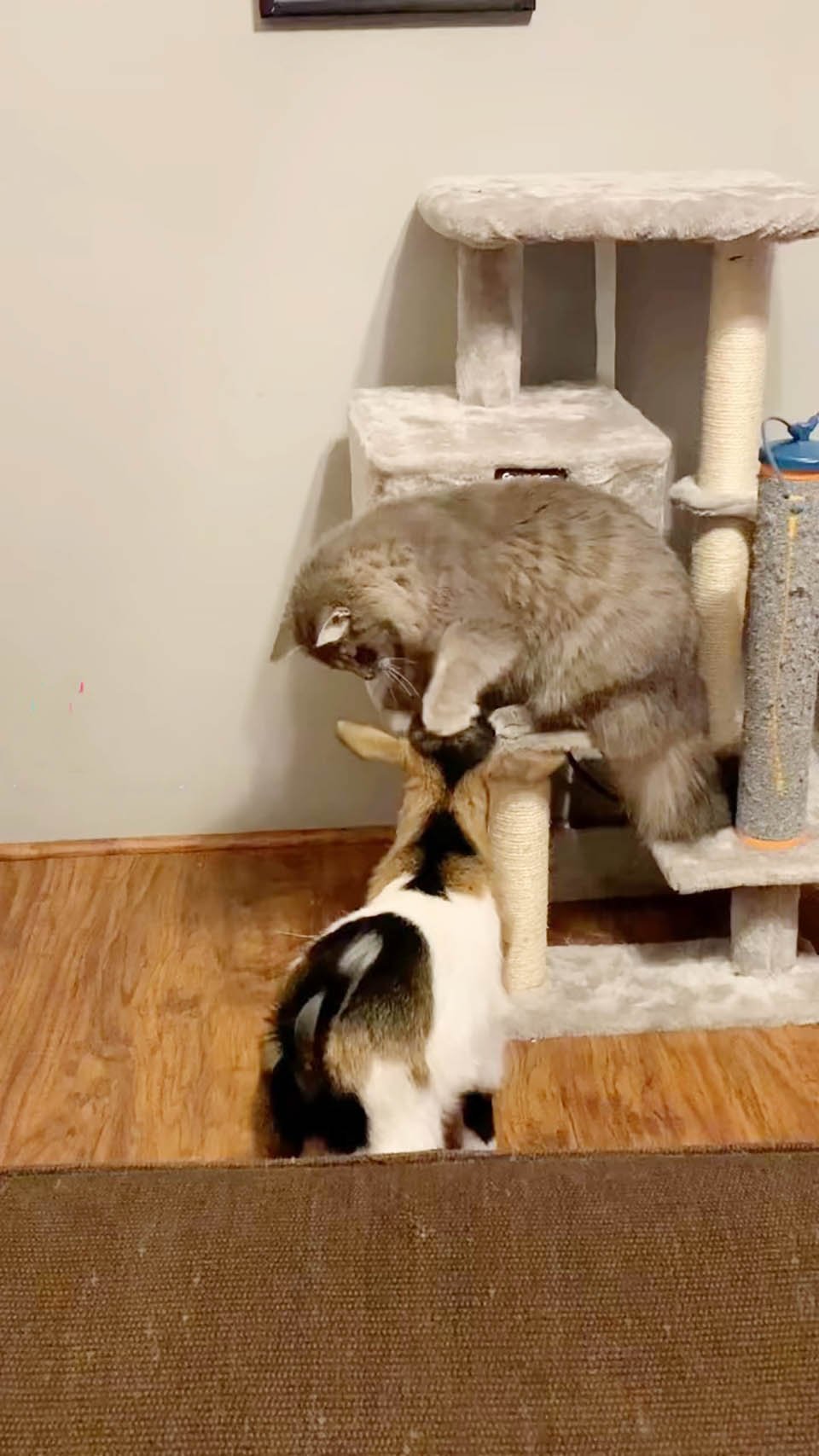 Gatito sin hogar es acogido por un grupo de cabras que lo vuelven parte de la familia 15 Gatito juega con una cabra