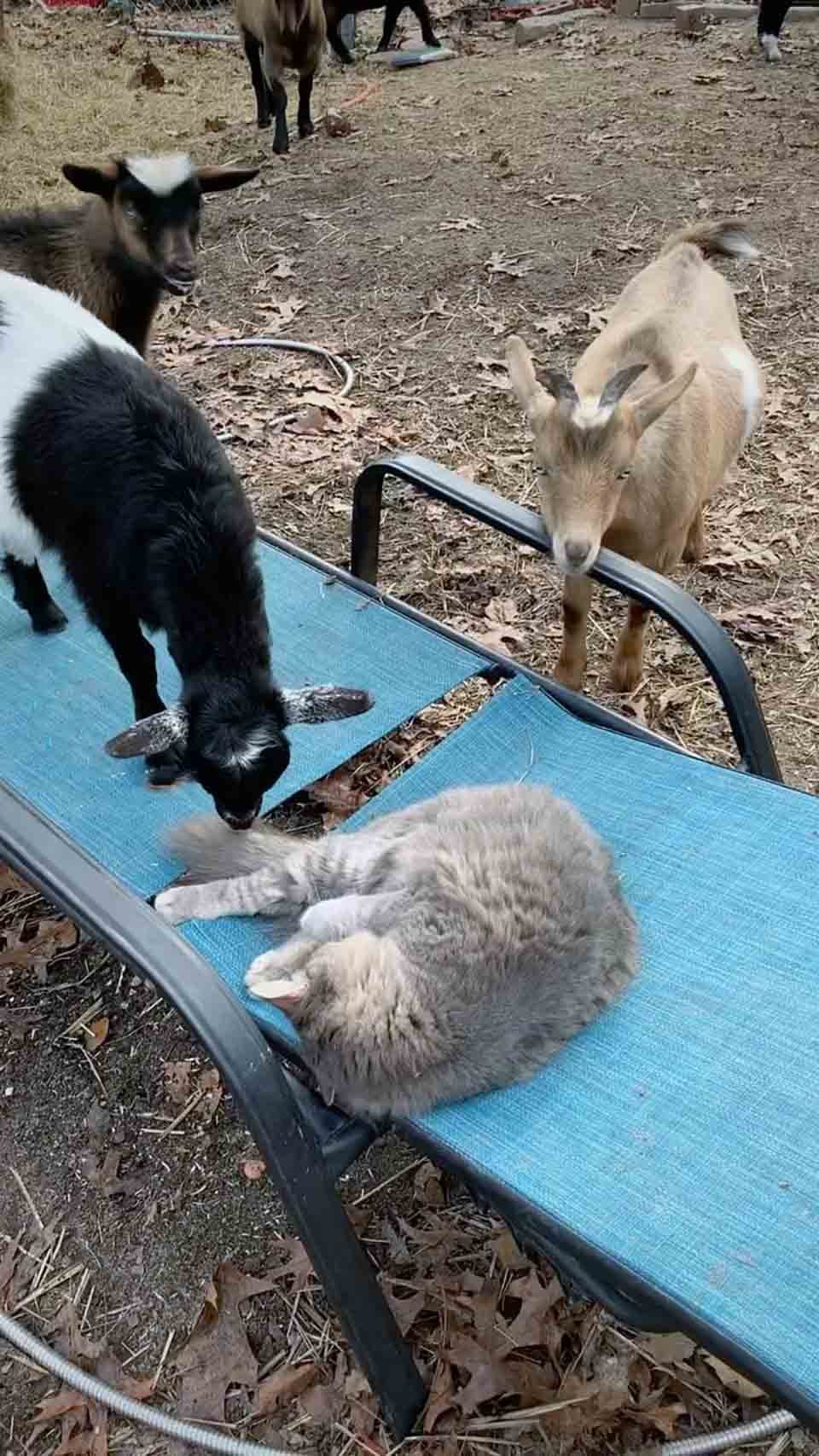 Gatito sin hogar es acogido por un grupo de cabras que lo vuelven parte de la familia 14 Gatito sin hogar acogido por un grupo de cabras