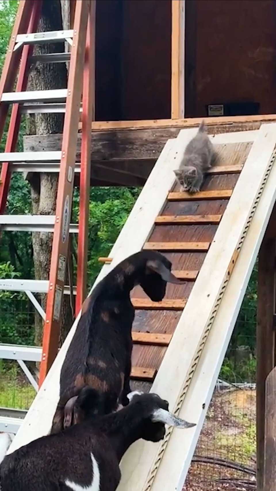 Gatito sin hogar es acogido por un grupo de cabras que lo vuelven parte de la familia 13 Gatito y cabras