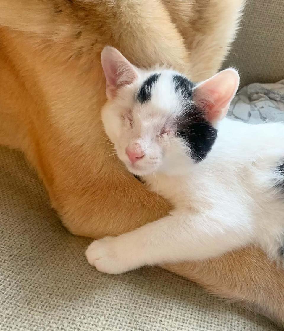 Gatitos rescatados de la calle, adoran a un dulce perro y pensaban que era su "madre" 3 Gatito y perro
