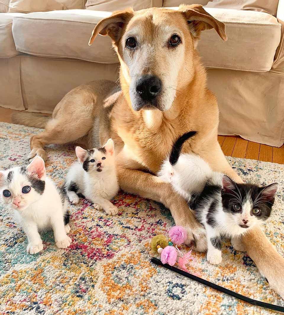 Gatitos rescatados de la calle, adoran a un dulce perro y pensaban que era su "madre" 4 Gatitos rescatados de la calle, adoran a este dulce perro