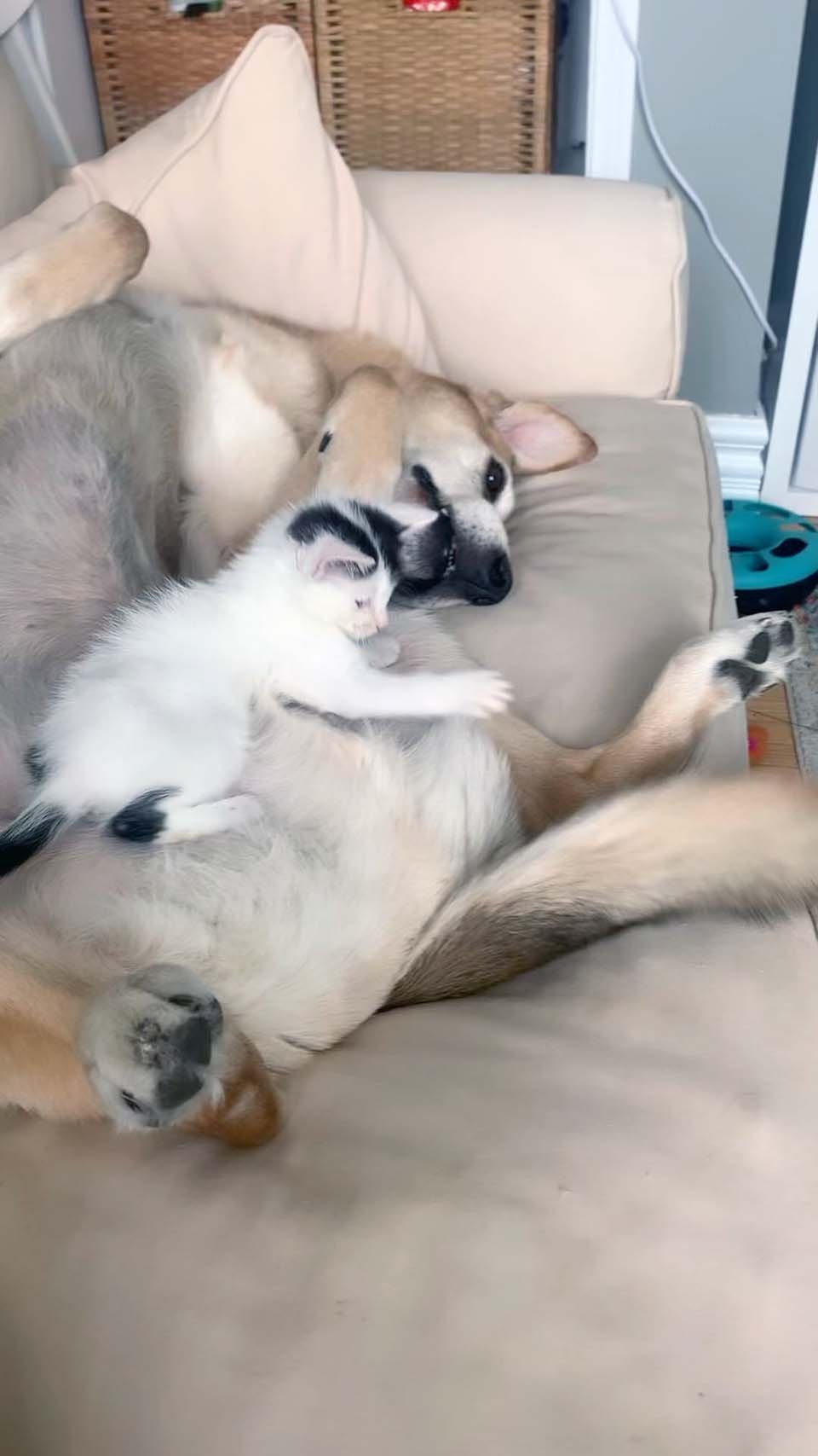 Gatitos rescatados de la calle, adoran a un dulce perro y pensaban que era su "madre" 2 Gatitos rescatados de la calle