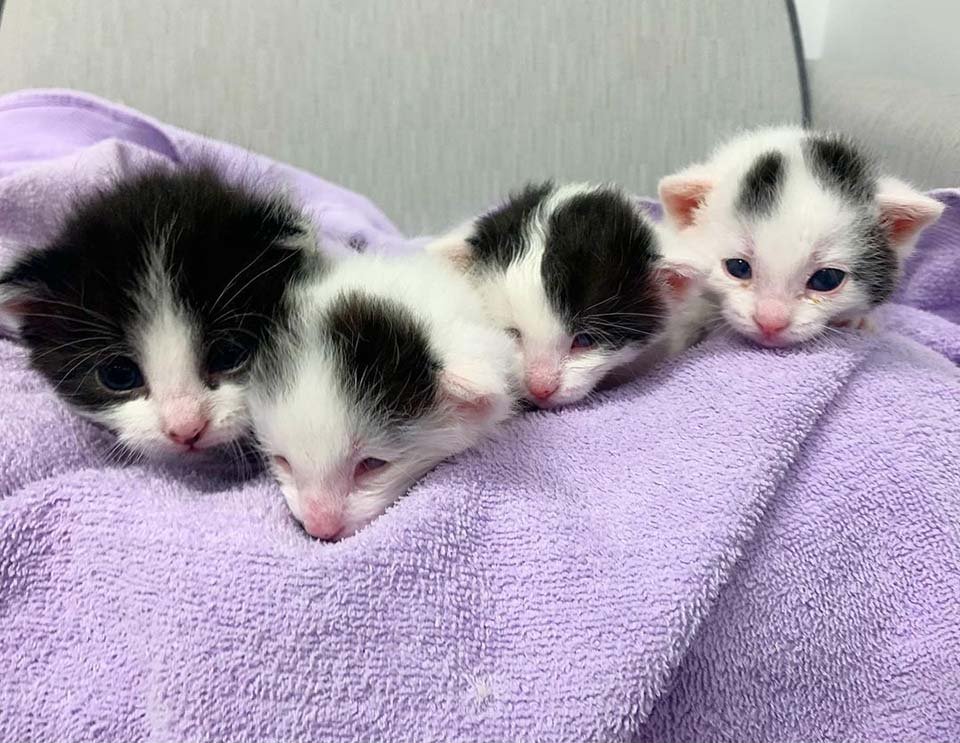 Gatitos rescatados de la calle, adoran a un dulce perro y pensaban que era su "madre" 1 Gatitos rescatados