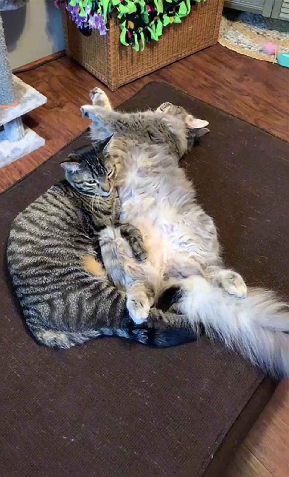 Gatito sin hogar es acogido por un grupo de cabras que lo vuelven parte de la familia 16 Gatitos toman la siesta