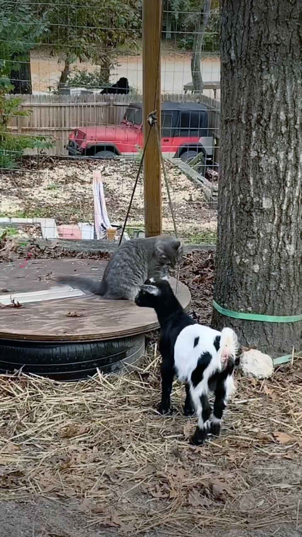Gatito sin hogar es acogido por un grupo de cabras que lo vuelven parte de la familia 11 Gato acogido y una cabra