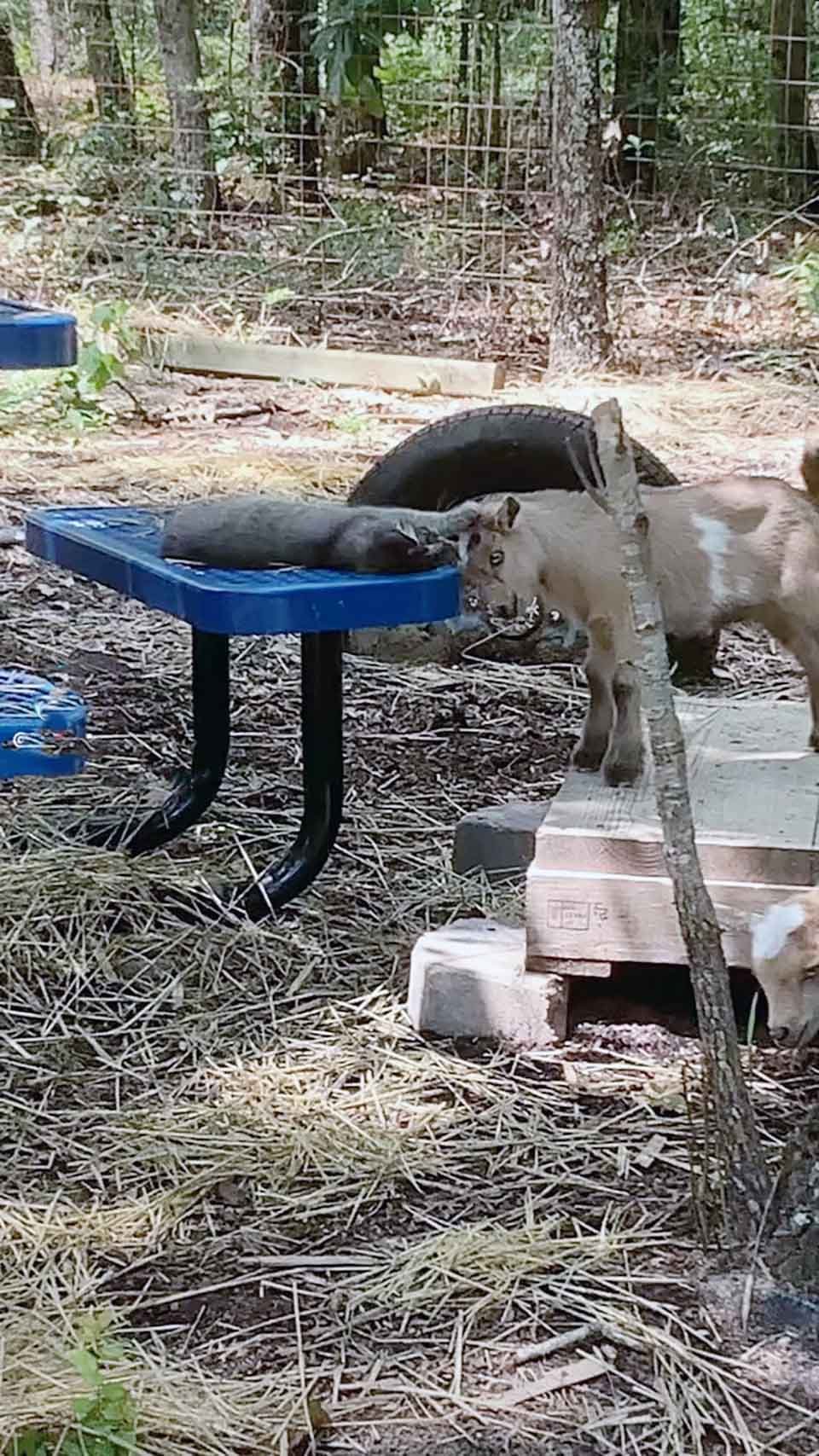 Gatito sin hogar es acogido por un grupo de cabras que lo vuelven parte de la familia 12 Gato y cabra en el jardín