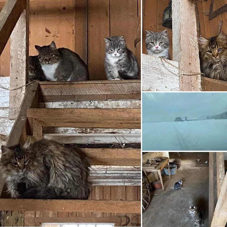 Gata que esperó toda su vida para tener un hogar, ahora está viviendo la vida de sus sueños con su gatito 4 Gatos rescatados