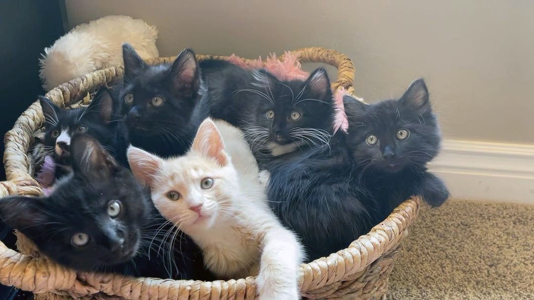 Gatita ama tanto hacer amigos que comienza a abrazar a todos los gatos y perros que encuentra 9 Hermosos gatitos rescatados