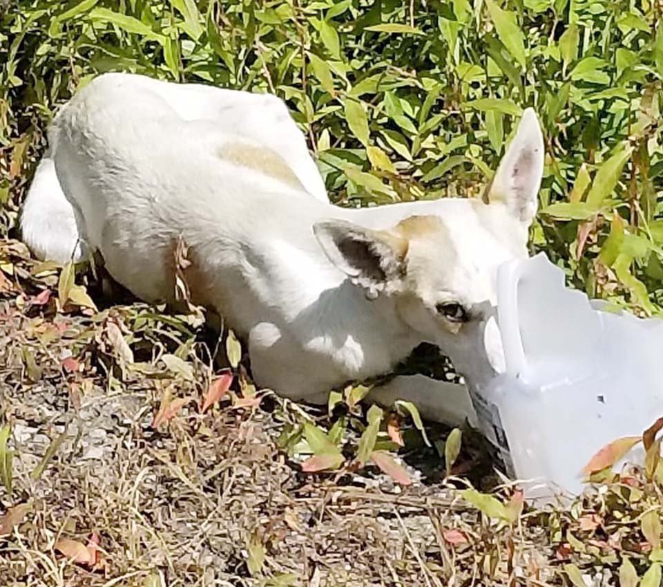 Policía ayuda a una perrita varada al lado del camino y luego la adopta 6 Perrito abandonado en las calles