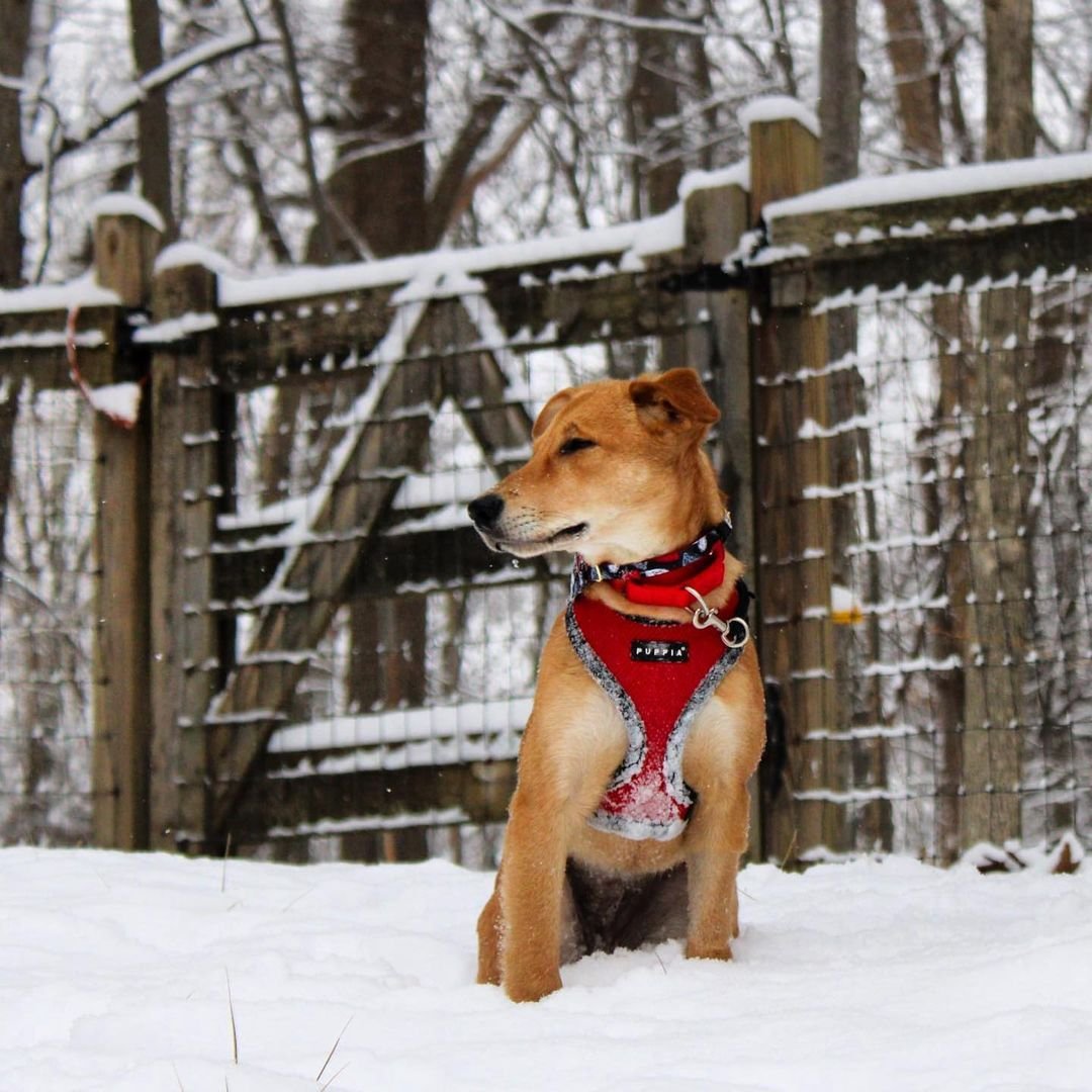 Cachorra abandonada en una caja de cartón en la playa recibe una nueva oportunidad de vida 4 Perrito en la nieve
