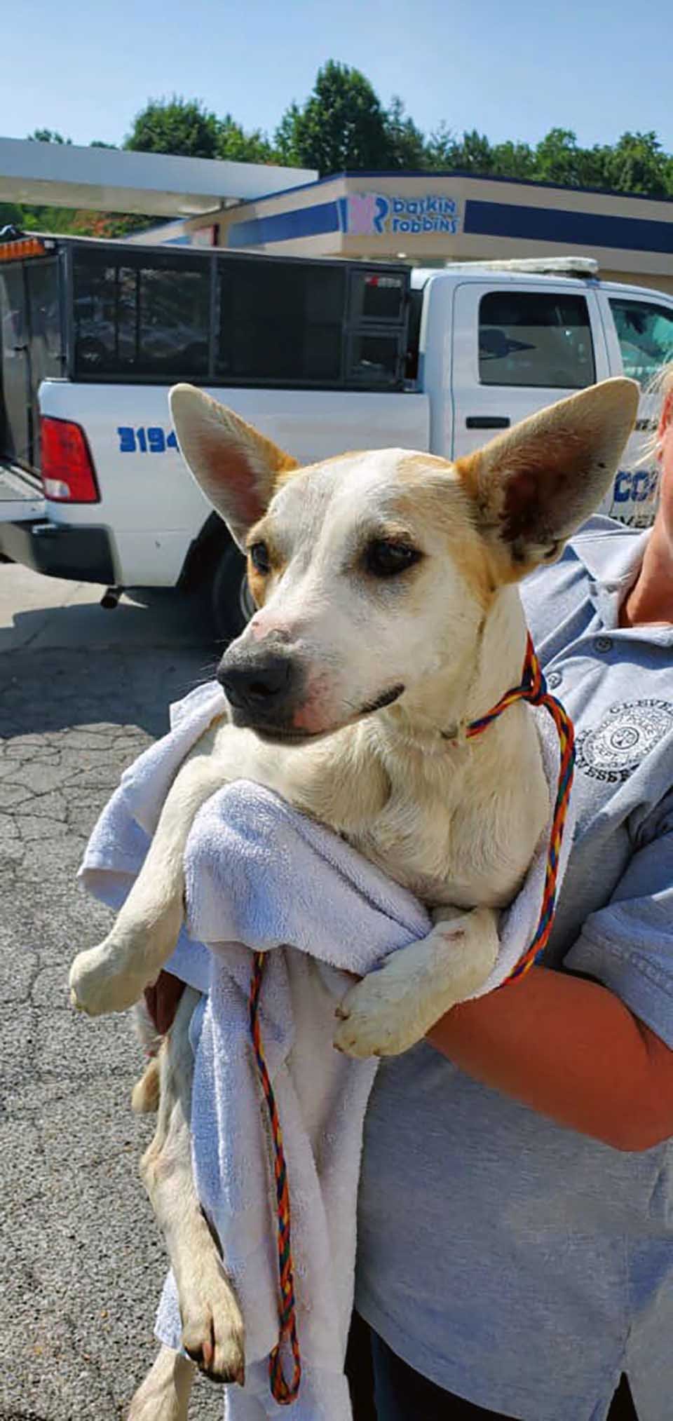 Policía ayuda a una perrita varada al lado del camino y luego la adopta 7 Perrito rescatado