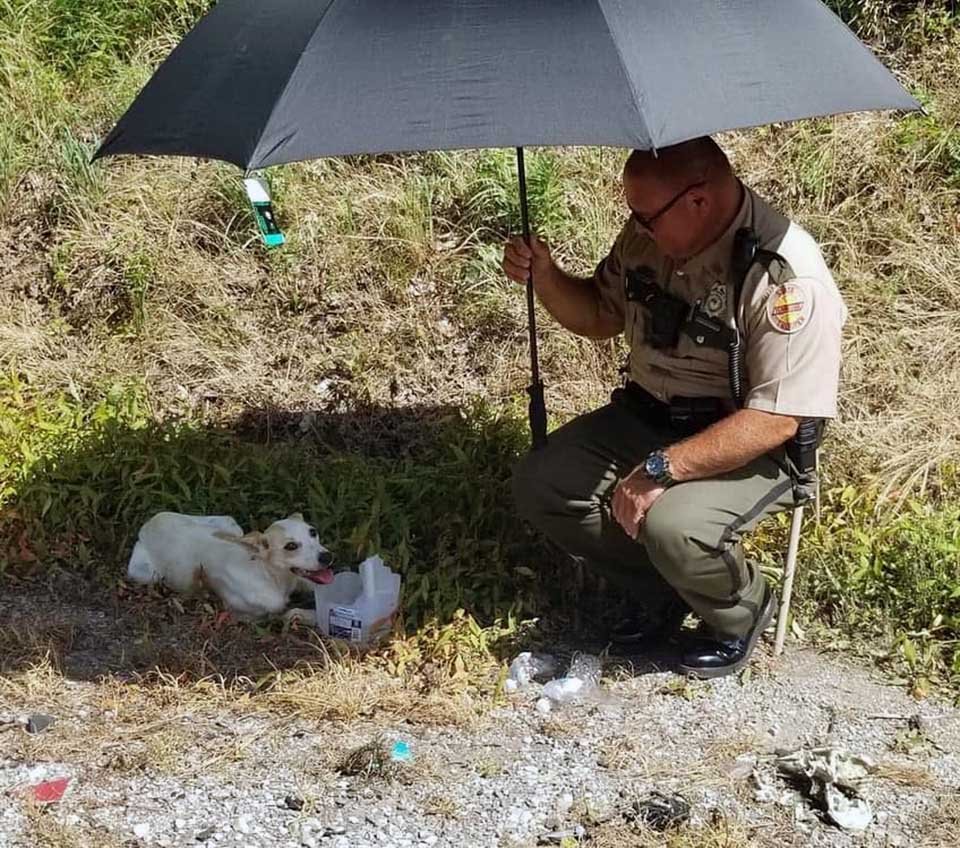 Policía ayuda a una perrita varada al lado del camino y luego la adopta 5 Policía ayuda a perro en la via