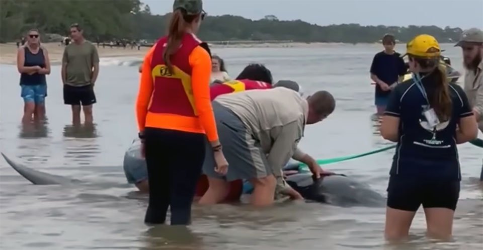 Residentes se unen para salvarle la vida a una ballena enana varada 5 Rescate de una ballena
