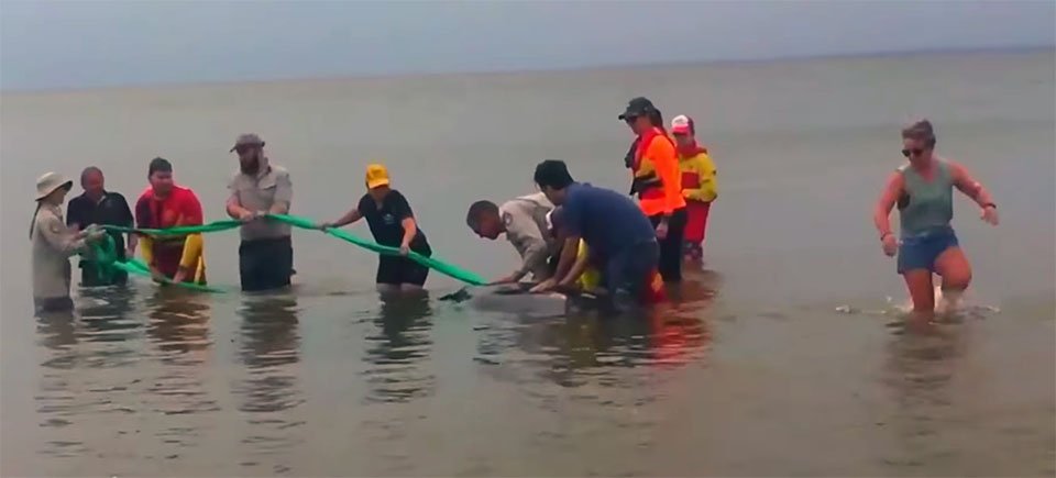 Residentes se unen para salvarle la vida a una ballena enana varada 6 Residentes se unen para salvar a ballena enana varada